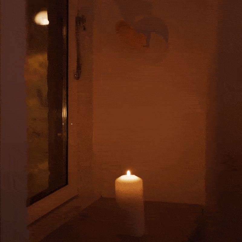 💌 Nest News, January 2025: Goodbye to a very special Birdie + New Shortfilm 🍿